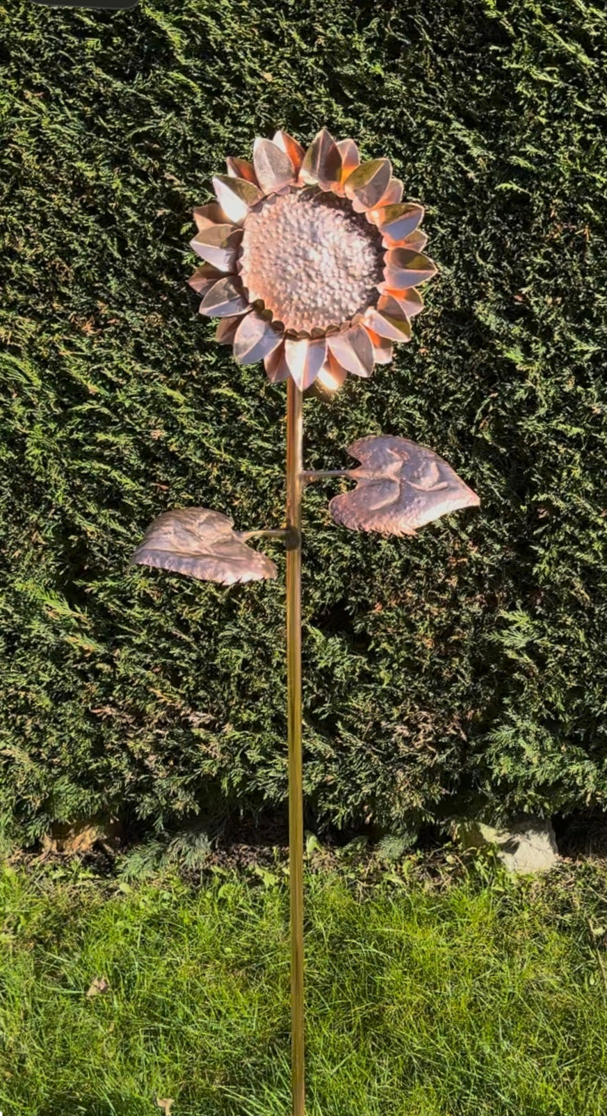 Large Sunflower