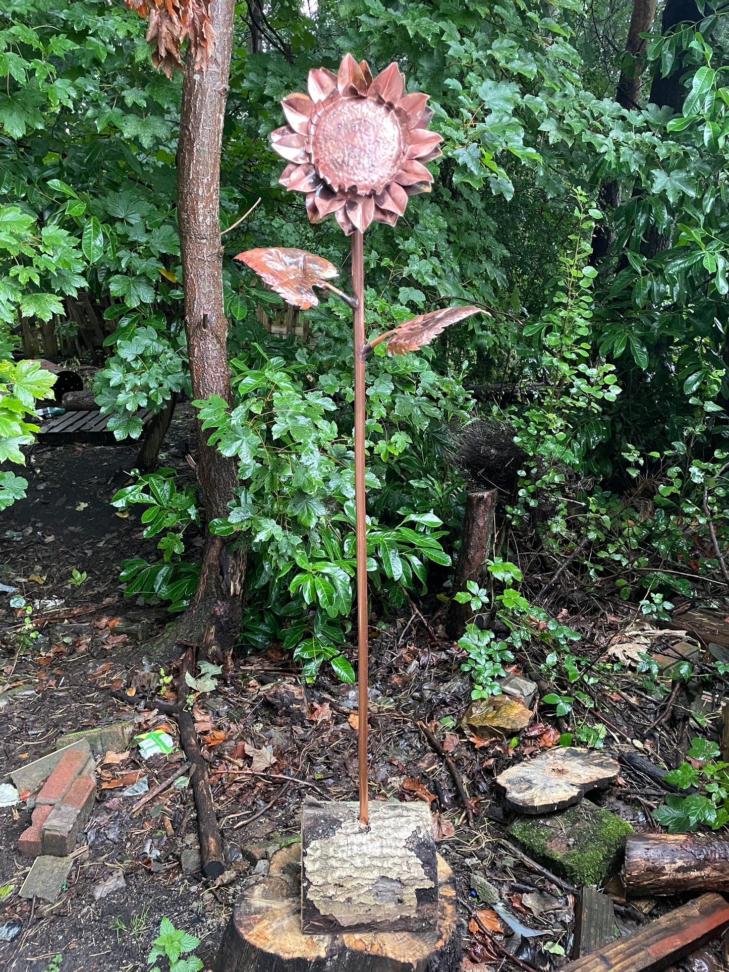 Large Sunflower