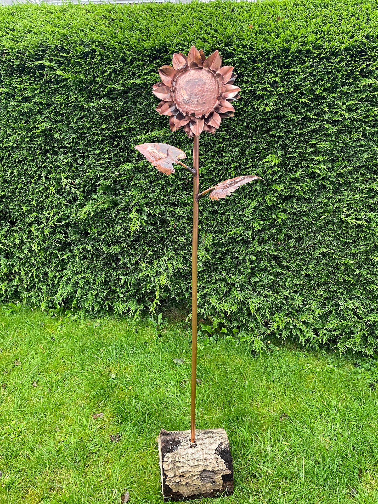 Large Sunflower