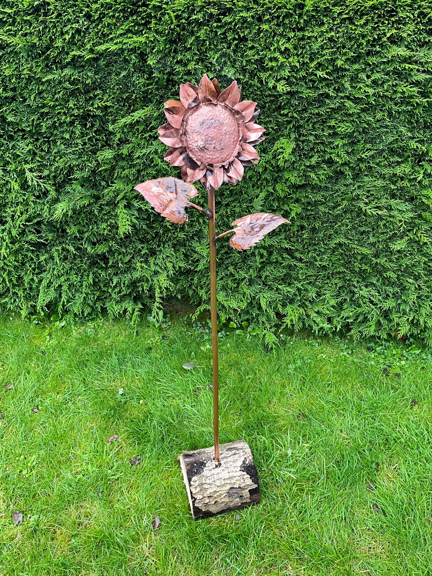 Large Sunflower