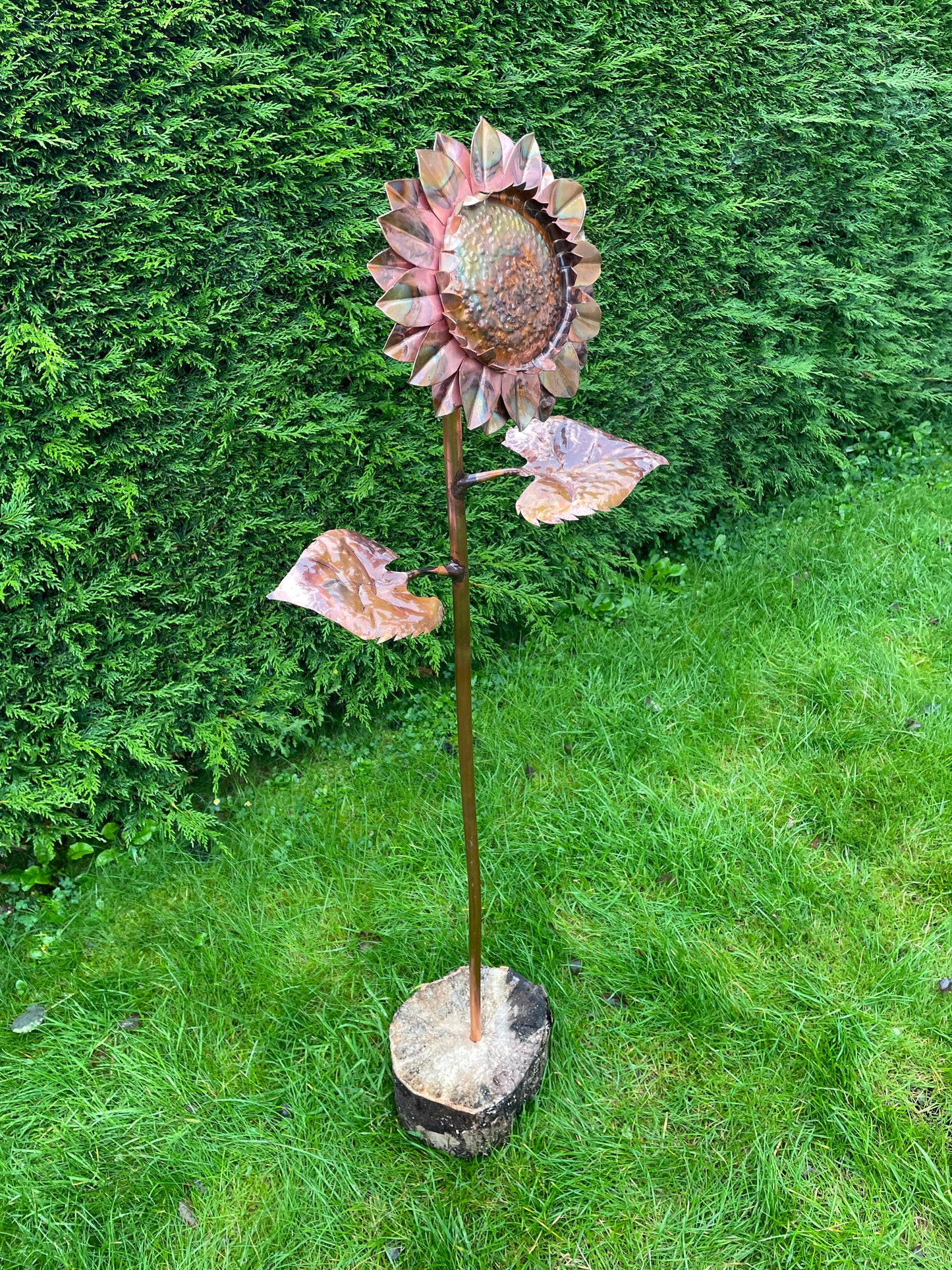 Large Sunflower