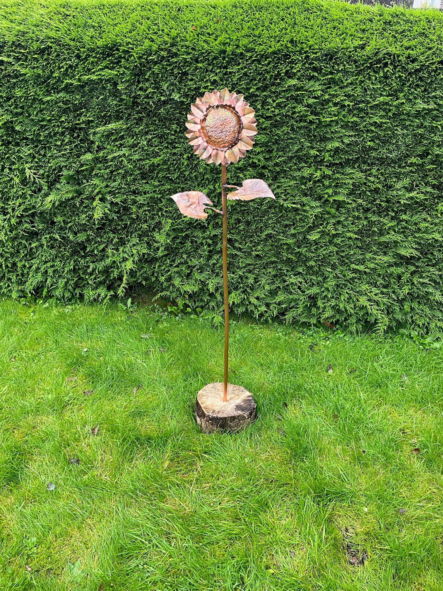 Large Sunflower